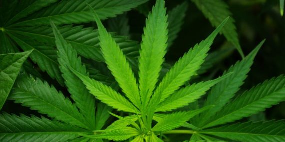 Использование Гидроксигексагидроканнабинола